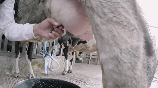 Detail of farmer  milking by hand a cow, milk on a plastic bucket. Slow motion