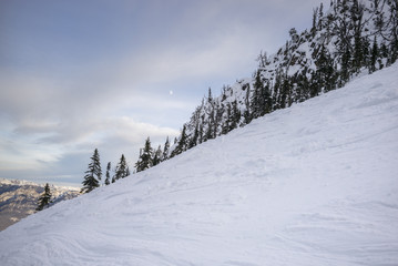 Fototapeta na wymiar Snow covered trees with mountain in winter, Kicking Horse Mount
