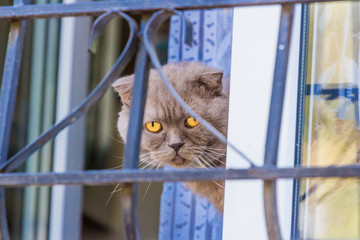 Closeup of a cat sitting behind iron fence