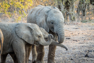 Young African elephants playing.