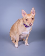 Dog on background. taken in a studio.