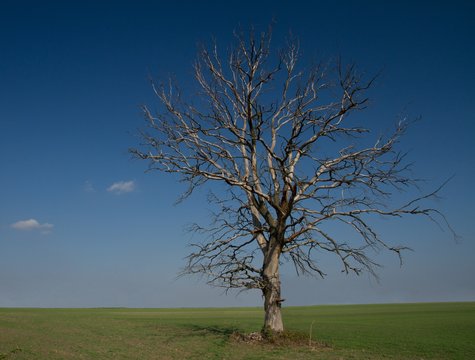 Lonely, Withered Tree