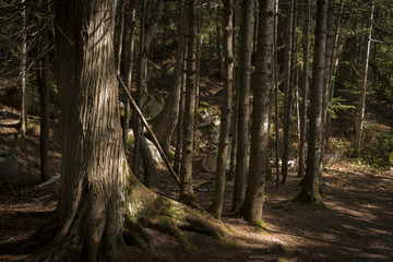 dark forest interior, with pockets of sunshine
