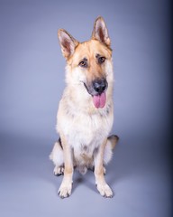 Dog on background. taken in a studio.