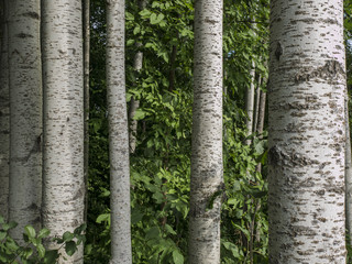 birch tree forest