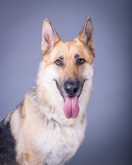 Dog on background. taken in a studio.