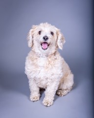 Dog on background. taken in a studio.