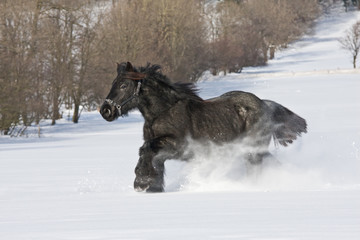 Naklejka premium Nice black horse running