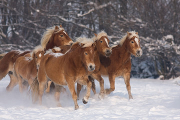 Batch of horses running