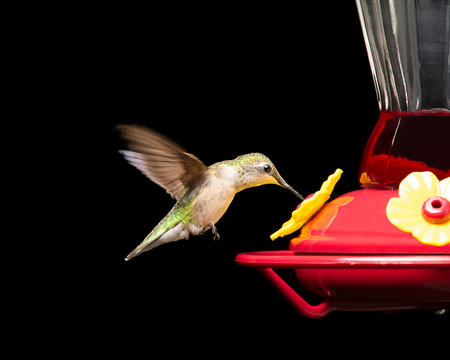 Hummingbird At Feeder Isolated On Black