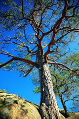 Naklejka premium Pine tree in sunny forest