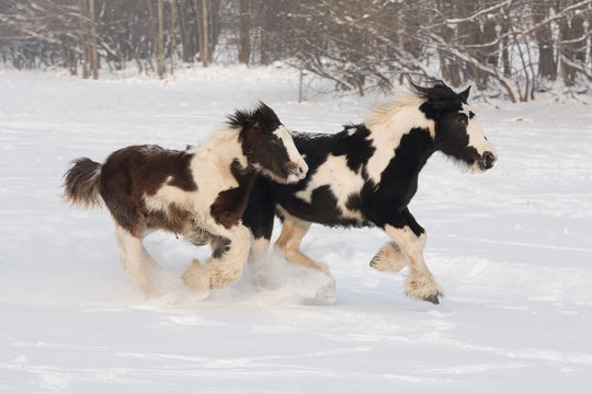 Two horses runnig