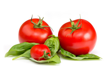 rote Tomaten mit Basilikum auf weißem Hintergrund