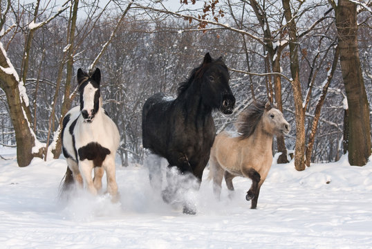 Three horses runnig