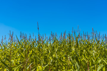 Maisfeld mit blauem Himmel