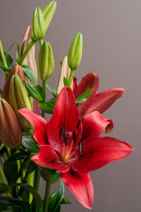 lilium Orient red flower