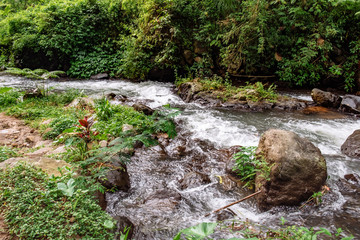 Fast tropical river with tropical jungle forest trees on one side, Bali nature, Indonesia