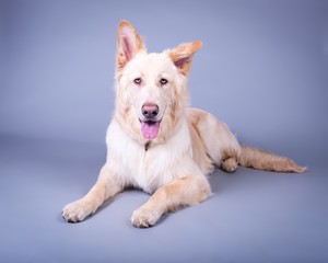 Fototapeta premium Dog on background. taken in a studio.