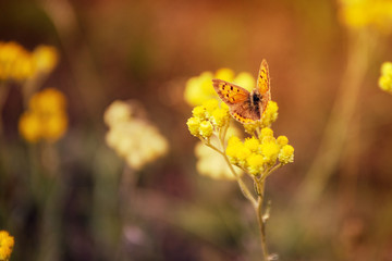 motyl © kolorowekadry