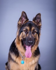 Dog on background. taken in a studio.