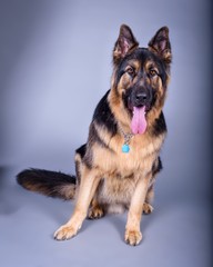 Dog on background. taken in a studio.