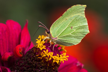 Common brimstone