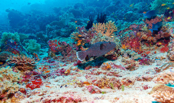 Underwater Landscape with Box Fish near Tropical Coral Reef