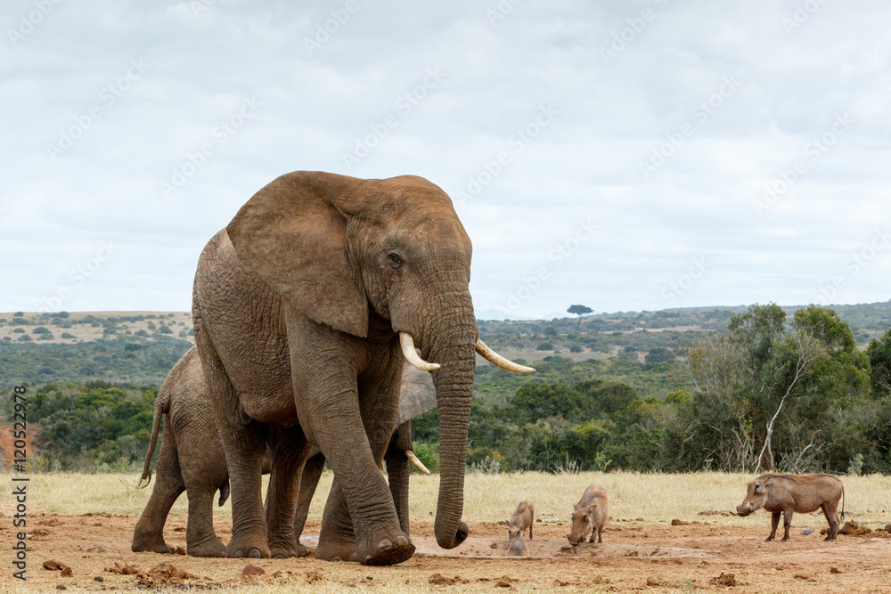 Wall mural Gentle Giant The African Bush Elephant