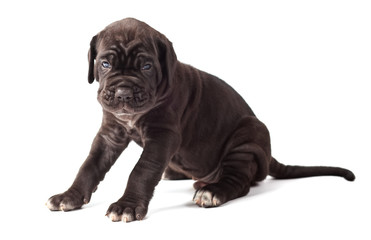 Beautiful young black puppy italian mastiff cane corso (1 month)