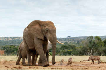 Gentle Giant The African Bush Elephant