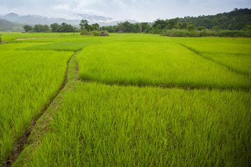 rice field landscape near Sutongpe Bridge in Thailand