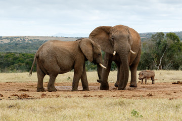 Fototapeta na wymiar I told you no it is my water - The African Bush Elephant