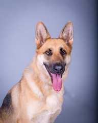 Fototapeta premium Dog on background. taken in a studio.