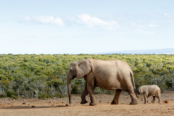 Obraz premium Long Walk To Free Freedom - African Bush Elephant
