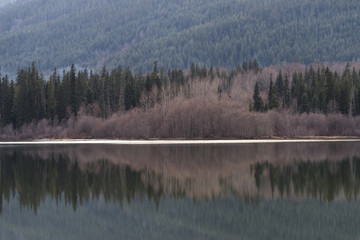 Pine trees reflecting on lake in a forest, Whistler, British Col