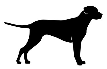 dog on a white background