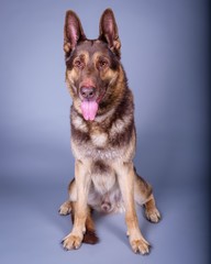 Dog on background. taken in a studio.
