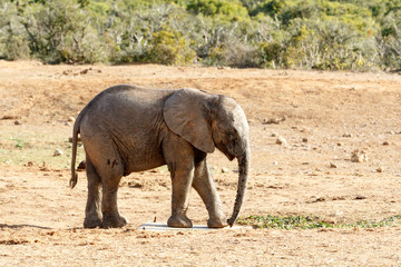 Fototapeta premium What is this - African Bush Elephant