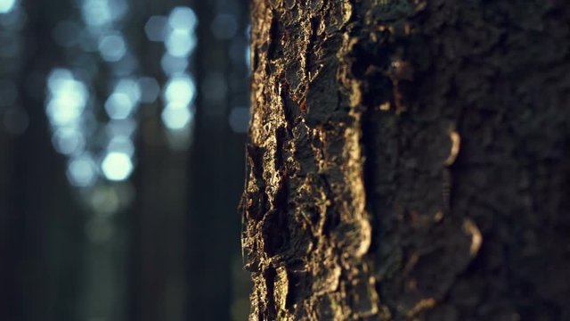 Closeup detail of rough bark on a tree. RAW vide record.