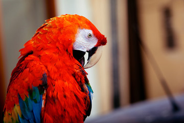 Red exotic ara parrot closeup view © prescott09