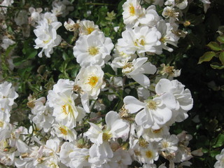 Flores de jardines.