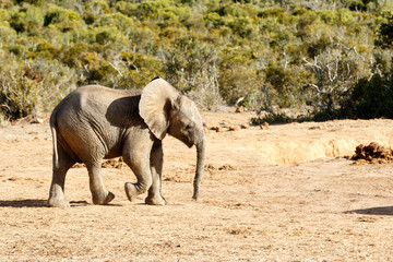 Just messing around - The African Bush Elephant