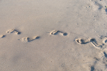 Fototapeta na wymiar footsteps on a sandy beach