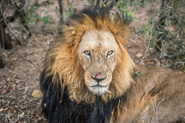 Fototapeta na wymiar Huge male Lion starring.