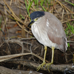 Night Heron, Kakadu National Park, Australia
