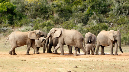Fototapeta premium Mine is BIG and yours is - The African Bush Elephant