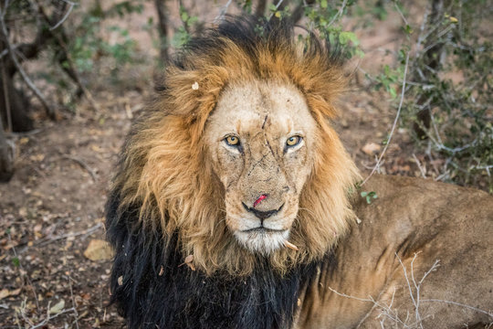 Huge male Lion starring.
