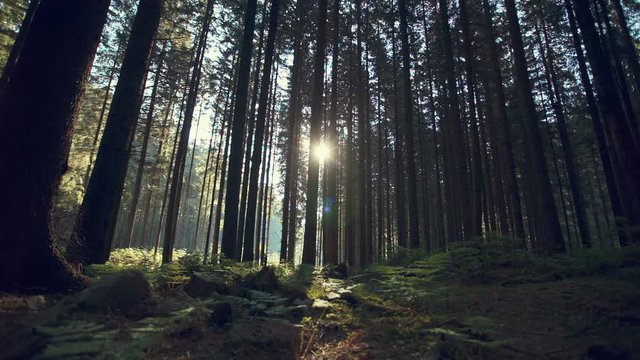 Forest track between conifers on a misty morning. RAW video record.