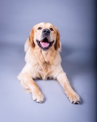 Dog on background. taken in a studio.