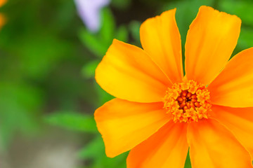 bright and beautiful marigold
